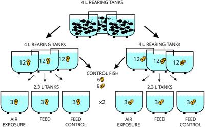 Multiple faces of stress in the zebrafish (Danio rerio) brain